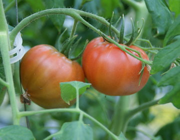 大きく甘いフルーツトマト「宮澤農園」
