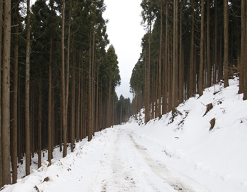 ”Kyodo no Mori (Collaboration Forest)” Large Restoration Project for the Forest of Tosa