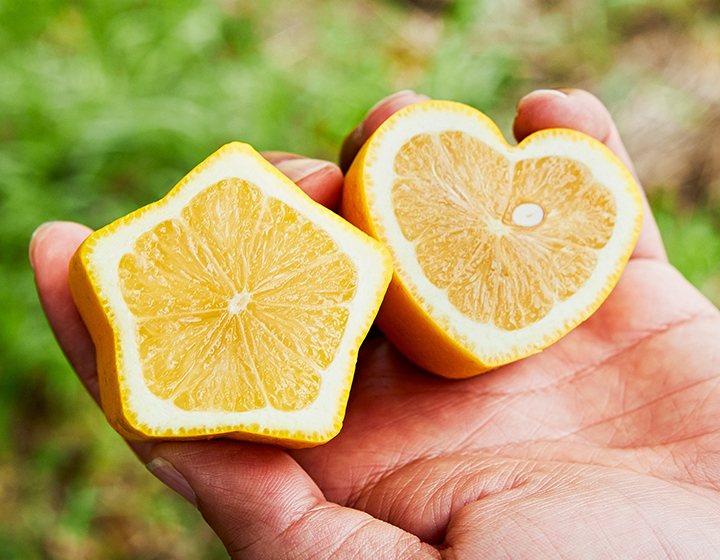 Safe and Secure enough to eat unpeeled – Setoda Lemon