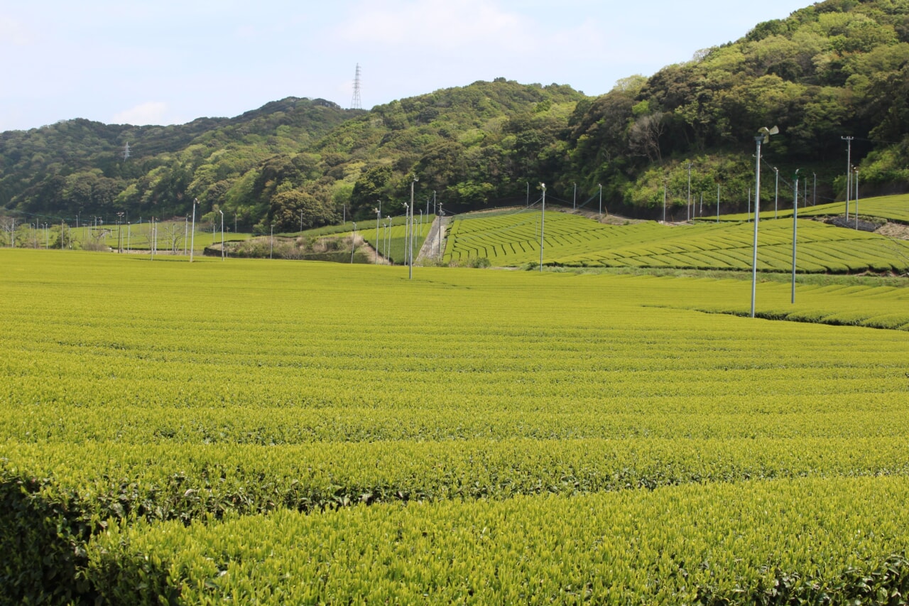 Learn about the types and history of Japanese tea and how to make tea ...