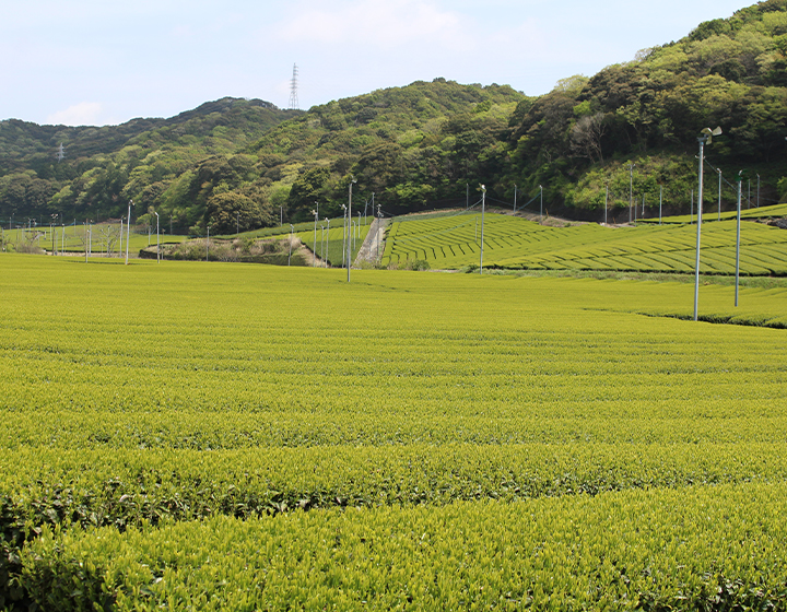 A new culture of Japanese tea from Fukuroi, one of the oldest tea growing areas in Shizuoka – Kosuke Anma