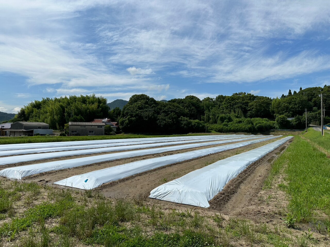 “Yamaimo Matsuri Limited,” a company that the cultivation of jinenjyo ...