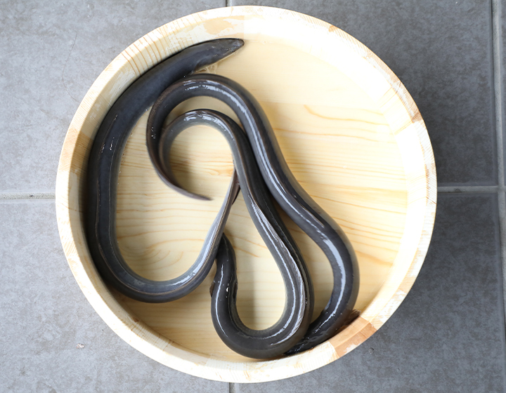 Unagi (freshwater eel) like no other – Taito Shouten