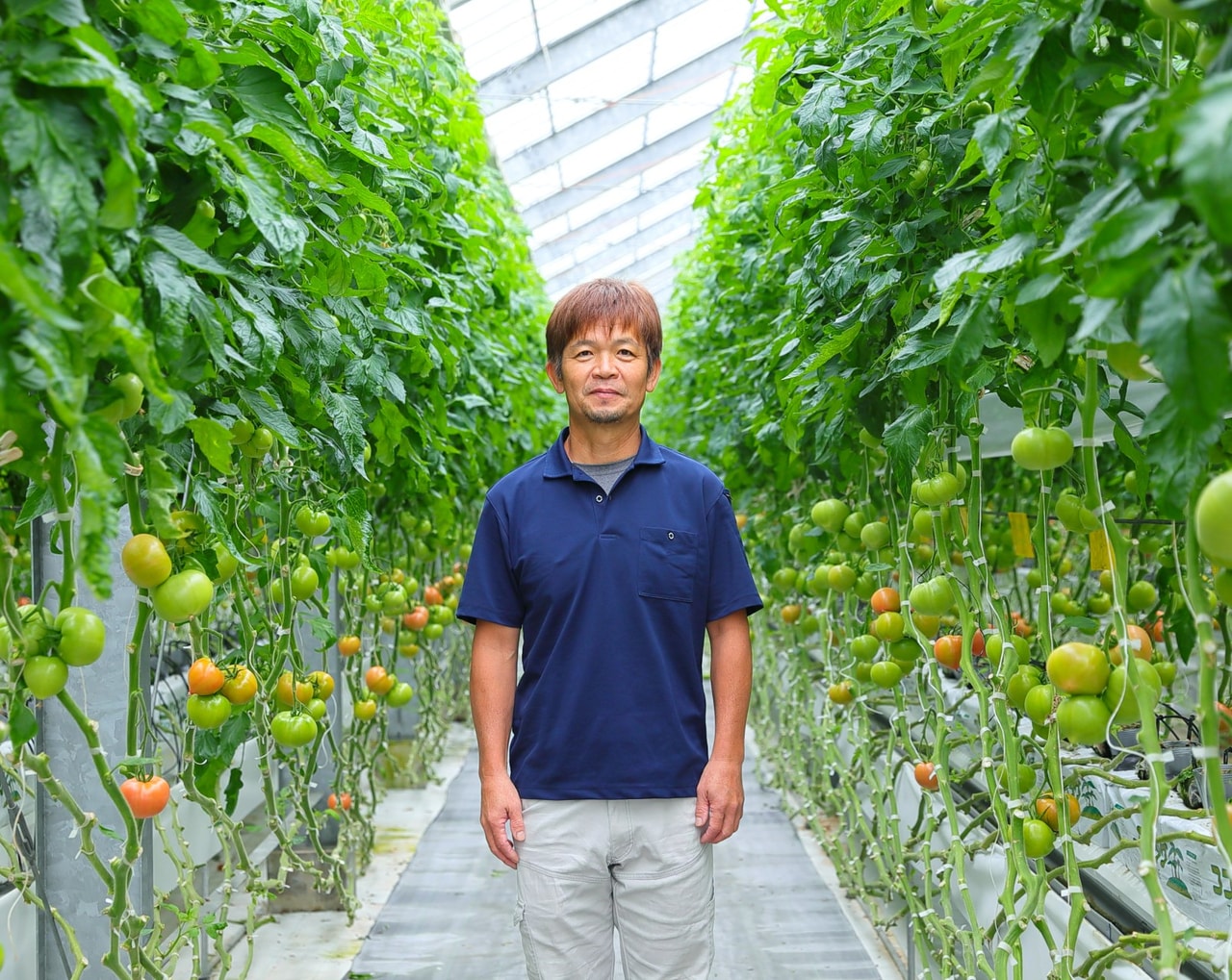 Mr. Hiroshi Otake, a tomato farmer in Toyohashi City, Aichi Prefecture, cultivating “Rei” high-sugar tomatoes.