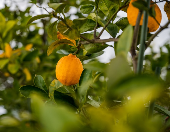 Completely pesticide-free snow lemon whose peel can also be eaten. ‘Handled Belize’, Mr Hiroaki Ishioka.