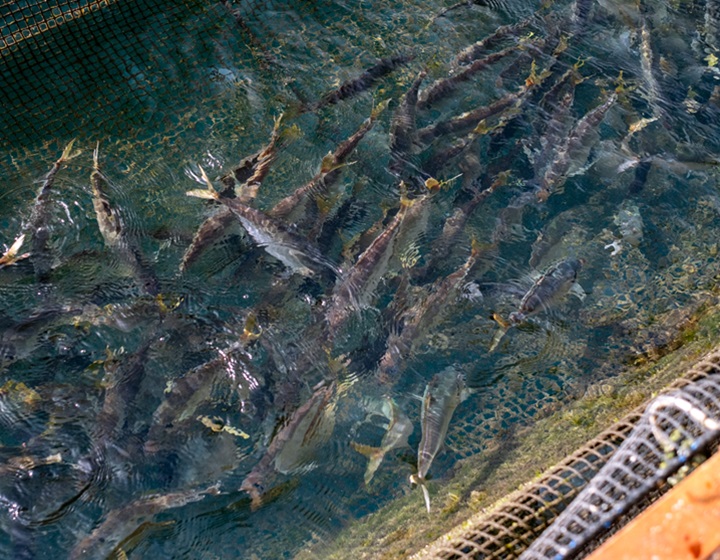 Oita’s Sekiaji horse mackerel and Seki mackerel “Oita Prefecture Fishery Cooperative Association, Saganoseki Branch
