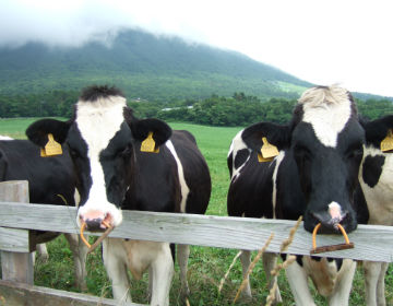 Milking Cows ”Daisen Makiba Milk no Sato”