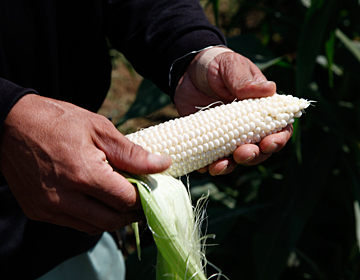 Corn that can be eaten raw ”Pure White”