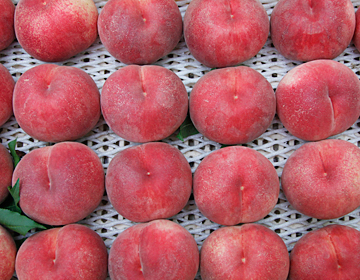 ”The Peaches at Tomochan’s” – you can even eat the skin.