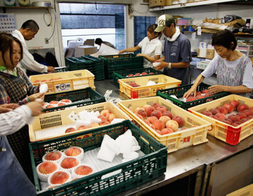 Peach making that supports the farming industry of Yamanashi ”Marusa Fruits Furuya Farm”