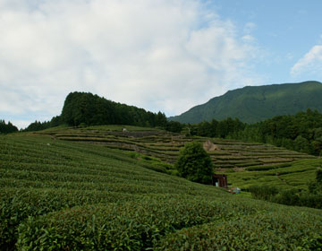 Tasting raw green tea and ”aracha” ”Tea farmer, Shoji Mochizuki”