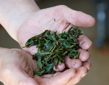 Locally grown black tea in the country of green tea ”Mariko Black Tea”