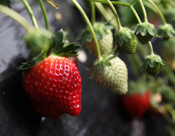 Strawberries are like people –“Strawberry Farmer Takuma Watanabe”