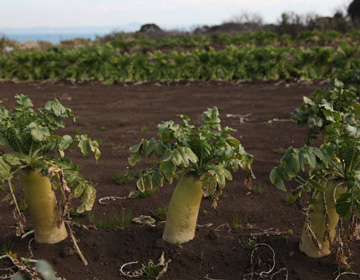 三浦半島での彩豊かな野菜作り「高梨農場　高梨雅人」