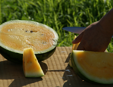 Mouthwatering, orange watermelons ”Tojinbo Orange Watermelon”
