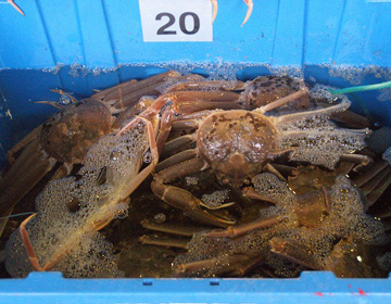 Matsuba crab, the symbol of winter taste –  Hamasaka-cho Fishery Cooperative