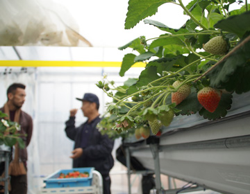 ”Mou Ikko” strawberries that will make you want ”one more piece” – ”JA Miyagi Watari , strawberry farmer Seiichi Ono”