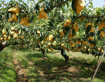 美味しさ溢れる秋芳梨を作る「ホリナガ農園」