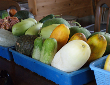 Making vegetables from self-grown seeds ”Natural Farm, Masatoshi Iwasaki”