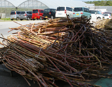 Main Island – Blessing of sugar cane ”Okinawa brown sugar”