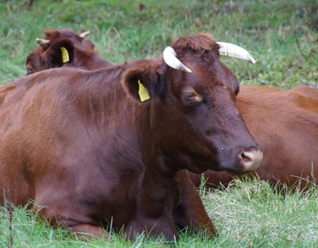 秋田を代表する牛「かづの牛」の魅力 「秋田県畜産農業協同組合」