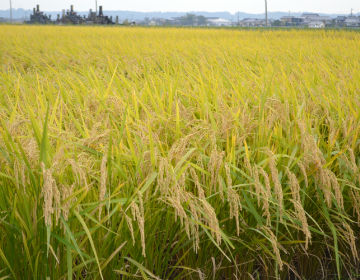 Rice produced in Kumamoto ”Mori-no-kumasan”