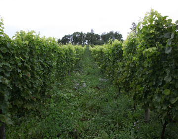 Bruce Gutlove ”10R Winery” – making high quality wine using Hokkaido grapes