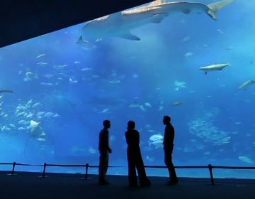 Enjoy the world of Okinawa ocean   ”Okinawa Churaumi Aquarium”