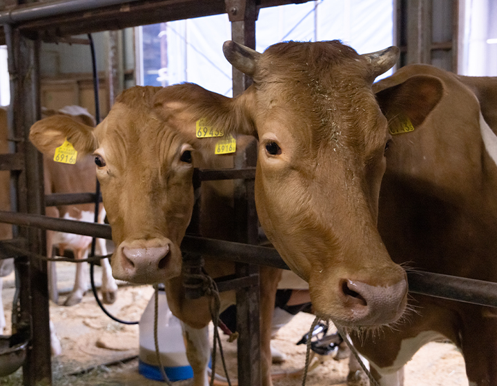 美味しい乳製品を届けたい。希少品種「ガンジー牛」を育てる加勢牧場