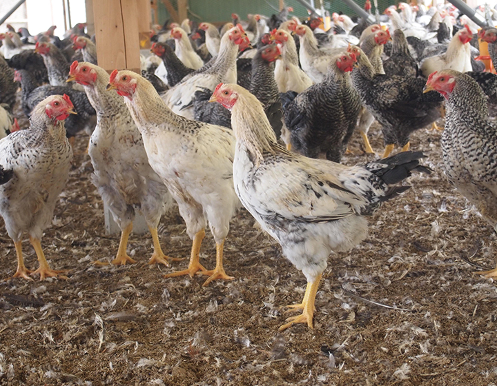 農業シェアリングを確立させ、最高品質の鶏を出荷する「小松種鶏場 有明山農場」