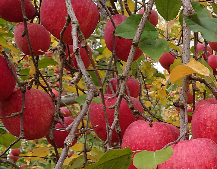 志賀高原からの吹き下ろしが育むりんごの味を全国に発信する「りんご園湯本」