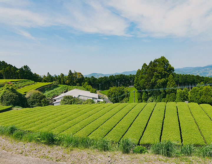 日本茶全体のわずか0.03％に満たない“釜炒り茶”を自然農で　「上ノ原製茶園」