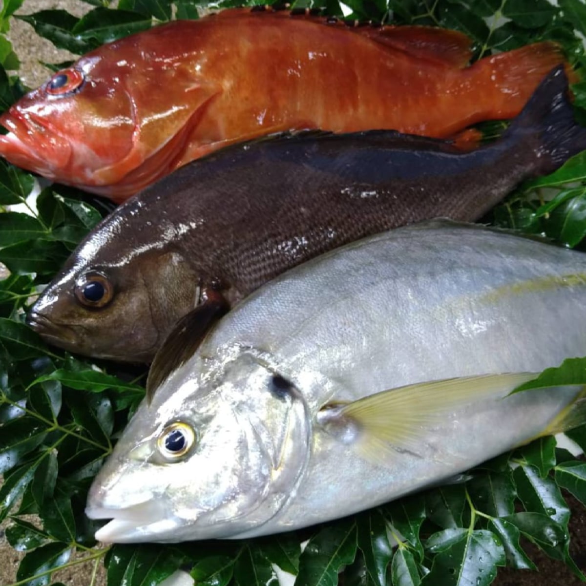 その他長崎県のおすすめ商品/五島列島産　天然高級鮮魚BOX 3kg