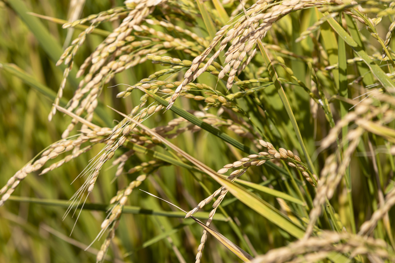 扇状地でじっくり育てた大地の宝物、財⽥（たからだ）米を守り続ける「宮内農園」