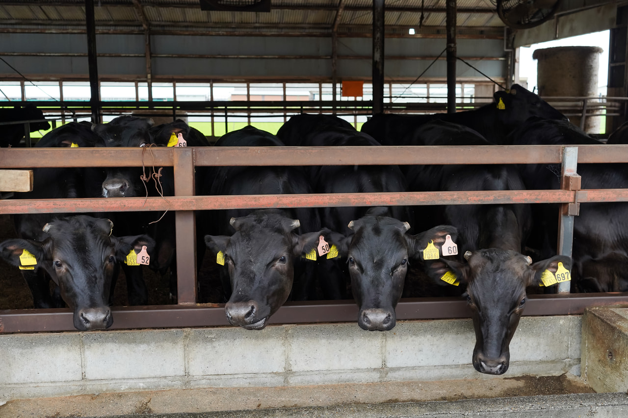 健康でおいしい牛づくり 近江牛の一貫経営に取り組む「藤井牧場」