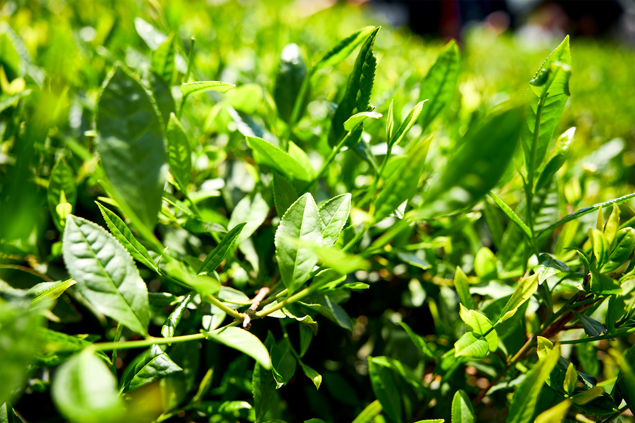 日本茶の種類や歴史、お茶の作り方を学ぶ