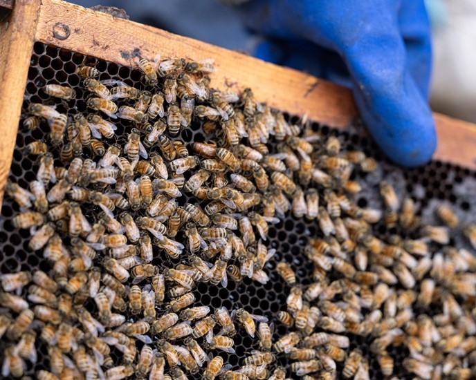 蜜蜂の生態に合った国産蜂蜜をつくる「小野養蜂場」小野幸広さん／群馬県沼田市