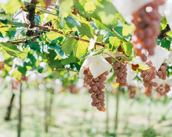 山梨の固有品種「甲州」を大切に、伝統と革新のワイン造りを「ルミエールワイナリー」 ／山梨県笛吹市